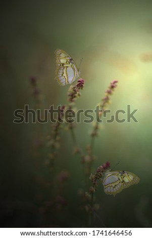 Two butterflies in the glow on a mild green background.