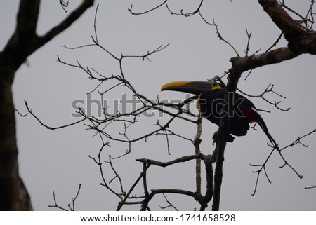 Toucan on a tree in Costa Rica