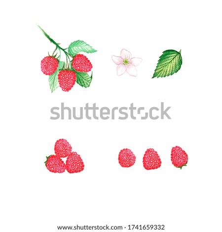 Clip art of a watercolor illustration consisting of a branch of raspberries, berries, leaf, flower.