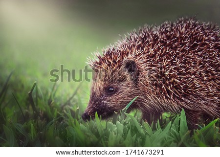Brown Hedgehog On Green Grass