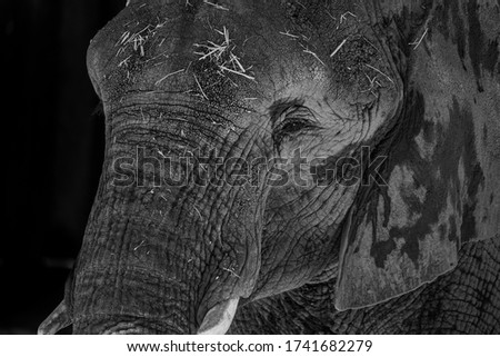 A close-up of an elephant in the streets of Nepal. The picture was taken on a trip to Nepal.