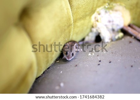 A little grey House Mouse is sitting by its nest in an old antique chair. Royalty-Free Stock Photo #1741684382
