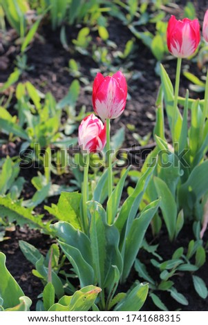Dark pink with white tulip on a background of green leaves and black earth in spring afternoon
