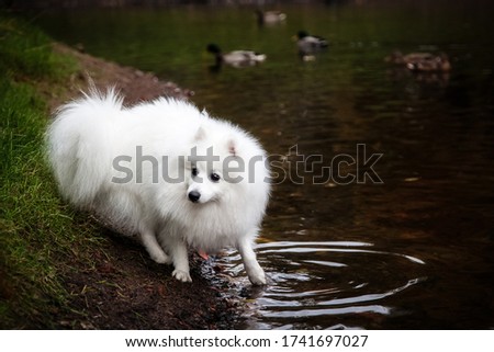 White furry Japanese Pomeranian walks along the lake in the Park