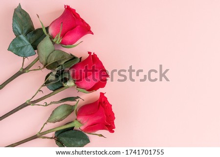 Flowers composition. Three red rose flowers lie on soft pink background. Holiday background. Minimal concept. Flat lay, top view, copy space