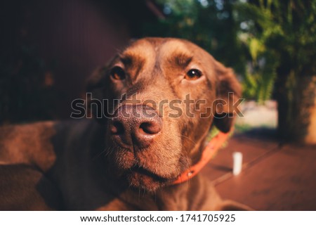 profile picture of man's best friend, dogs ...