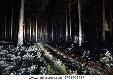 Illuminated snow-covered S shape rural road through the tall trees at night, Germany. Scary forest scene. Tree silhouettes in the dark. Dangerous winter driving, environmental conservation theme