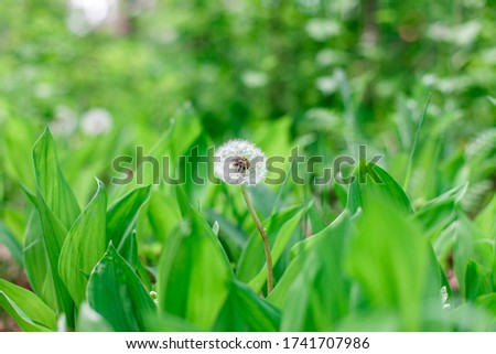 dandelion flower in the green forest. Spring flower. white dandelion