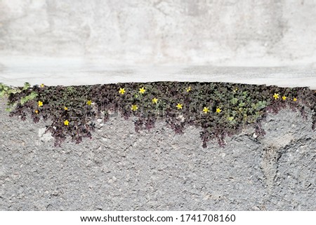 yellow flowers green burgundy clover, texture of growing clover flowers from textured concrete asphalt.