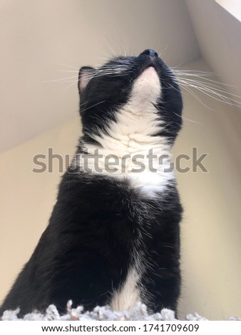 Tuxedo cat with white chin looking up