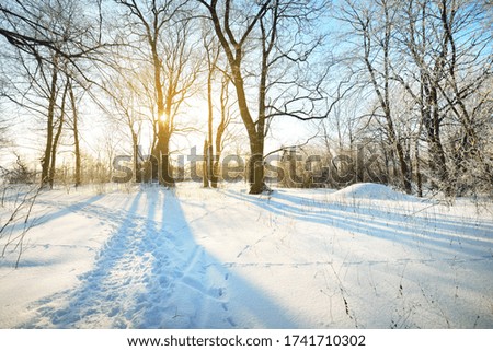 A pathway through the old city park after a blizzard, tall tree trunks close-up. Hoar frost on branches. Human tracks in the fresh snow. Shadows on the ground. Clear blue sky. Latvia. Winter scene