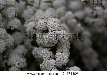 White bush with blurry background