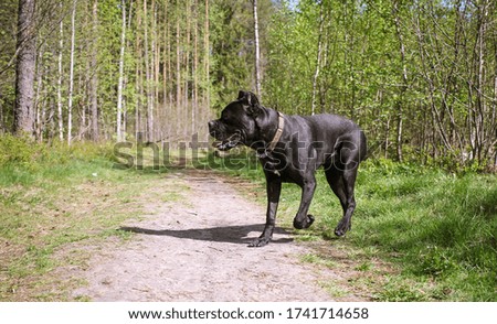 
big black dog walks in the forest
