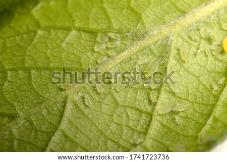 Insect pests, aphid, on the shoots and fruits of plants, Spider mite on flowers
