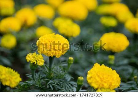 Flowerbed with yellow marigolds. Bright sunny summer day. Blurred flowers in the background.