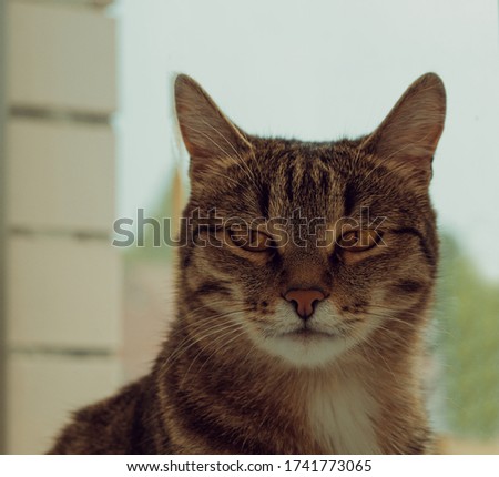 Brown Siberian cat posing on a background of a brick wall