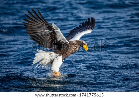 Steller's sea eagle at the time of the attack on the fish on the background of blue sea. Japan. Hokkaido. Shiretoko Peninsula. Shiretoko National Park