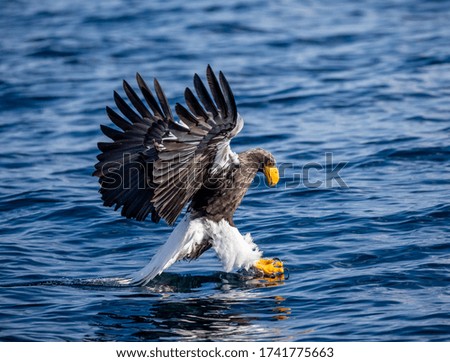 Steller's sea eagle at the time of the attack on the fish on the background of blue sea. Japan. Hokkaido. Shiretoko Peninsula. Shiretoko National Park