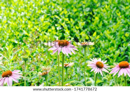 Beautiful flowers known as Spanish daisies on a refreshing green background. Osteosperumum