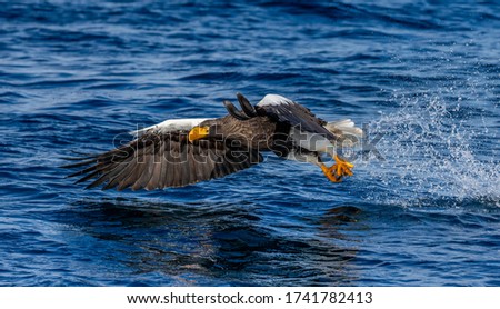 Steller's sea eagle in flight on a background of the sea with prey in its paws. Japan. Hokkaido. Shiretoko Peninsula. Shiretoko National Park