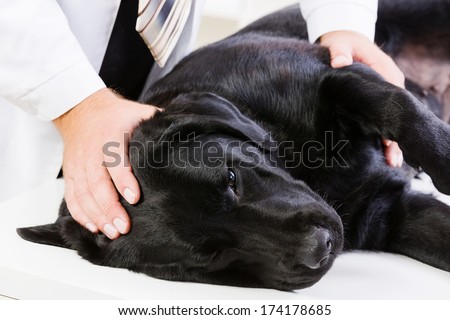 Labrador lying on table checked up by veterinarian Royalty-Free Stock Photo #174178685