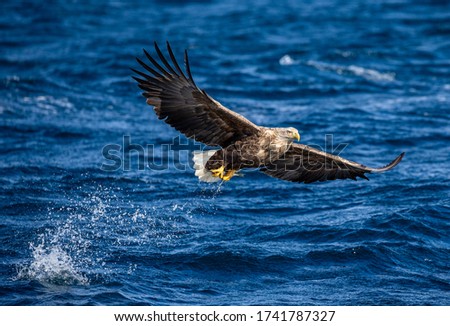 Steller's sea eagle in flight on a background of the sea with prey in its paws. Japan. Hokkaido. Shiretoko Peninsula. Shiretoko National Park