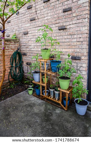 Tomatoes growing in pots with raindrops