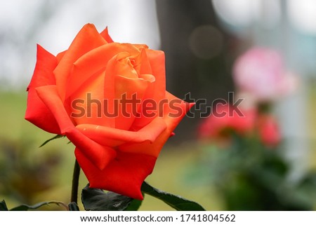 The photo picture of a strong orange color rose in the rose garden for Valentine's day background.