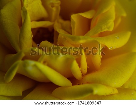 Bright color rose flower in a rainy day as a natural background