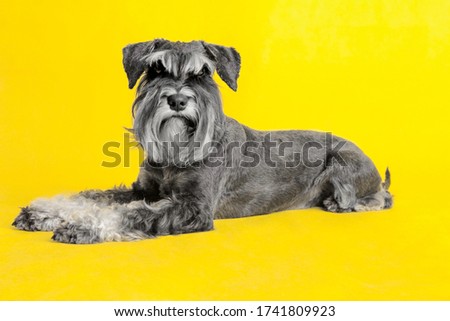 dog. miniature schnauzer. posing in the studio on a yellow background. executes the command to lie.