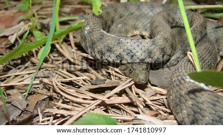 Close up of Snake .
Closeup of water snake is a non venomous. 
Snake in the woods, forest
Veterinarian exotic.
Veterinarian wildlife.
veterinary medicine.
animal, animals, reptile.