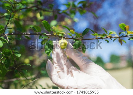 Hand in white medical glove picks plums. Harvesting concept. Fruit tree branch with green leaves and berries. Sunny day, field and sky in background. Agronomist controls a plant. Female hand in glove