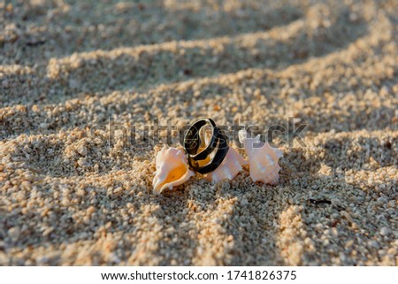 Two black rings lie on the hermit shells in the sand.