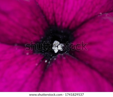 the core of the pink petunia flower close up