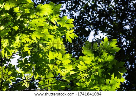 Bright green Bigleaf Maple (Acer macrophyllum) foliage in the forests of Santa Cruz mountains, California