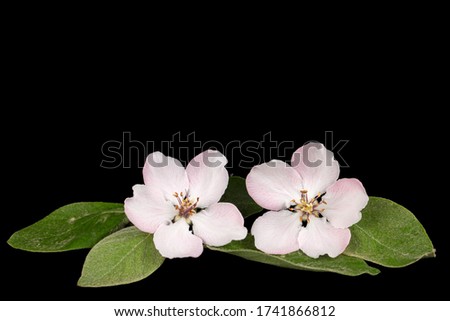 Flowers of quince, isolated on black background