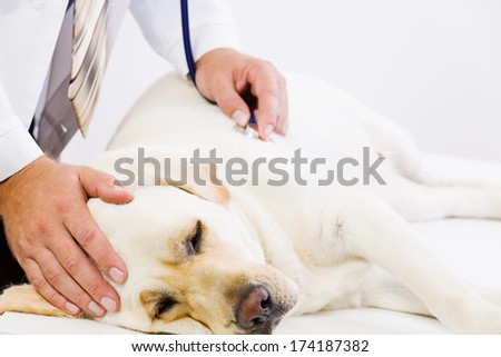 Labrador lying on table checked up by veterinarian Royalty-Free Stock Photo #174187382
