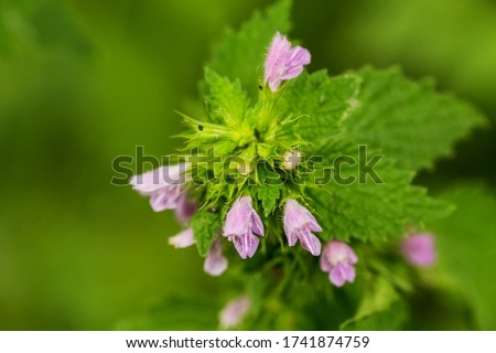 Lamium purpureum, red dead-nettle, purple dead-nettle, or purple archangel. Blossoming pink flowers among green leaves in the forest. Collecting plants for non-traditional medicine. Selective focus