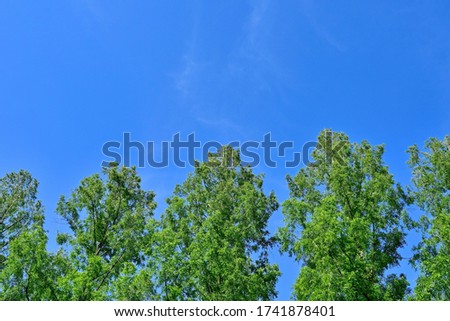 Scenery of fresh green metasequoia trees lined up in the blue sky background