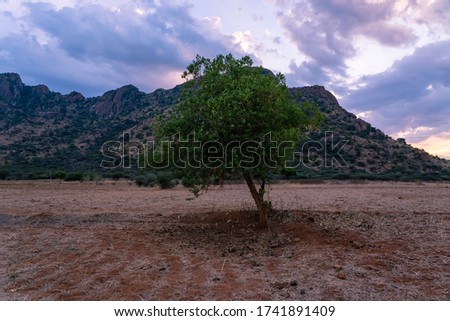 beautiful photo single tree near mountain agricultural field sunset calm silent peaceful wallpaper background natural scenary 