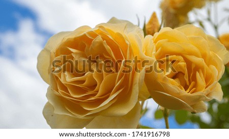 Please be healed by the pictures of the beautiful roses in the rose garden.