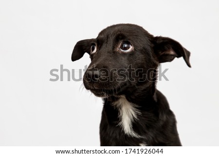 cute black puppy isolated on white. baby mutt dog looking sad Royalty-Free Stock Photo #1741926044