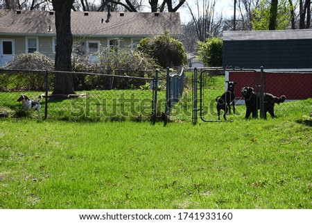 A black dog jumping in his backyard. He is behind a fence. There is a dog next to him and a dog in another yard. Picture taken in Kansas City, Missouri.