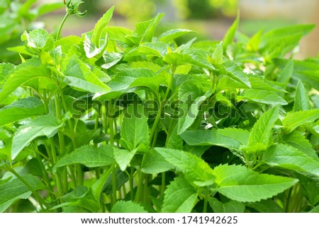 Blurred green background of flower buds in the garden Spring and summer background. Banner.
