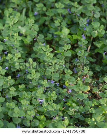 Spring Flowering of the Clump Forming Ground Ivy Plant (Glechoma hederacea) Growing on the Floor of a Forest in Rural Devon, England, UK