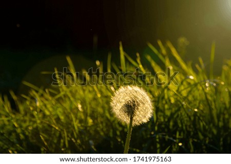 dandelion close-up in the sunset. The concept of lightness and freedom