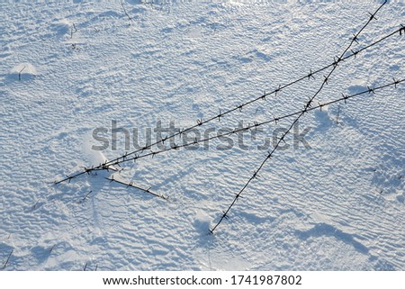 Old barbed wire on a background of snow. Siberia, Russia.