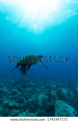 Hawaiian Green Sea Turtle in deep water