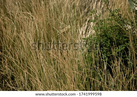 Long meter tropical leaves and grass background  