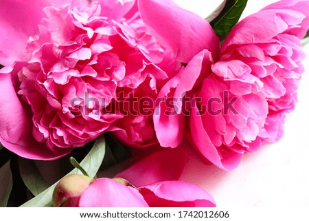greeting card design. beautiful bouquet of pink peonies and space for text. congratulation. invitation. flat lay